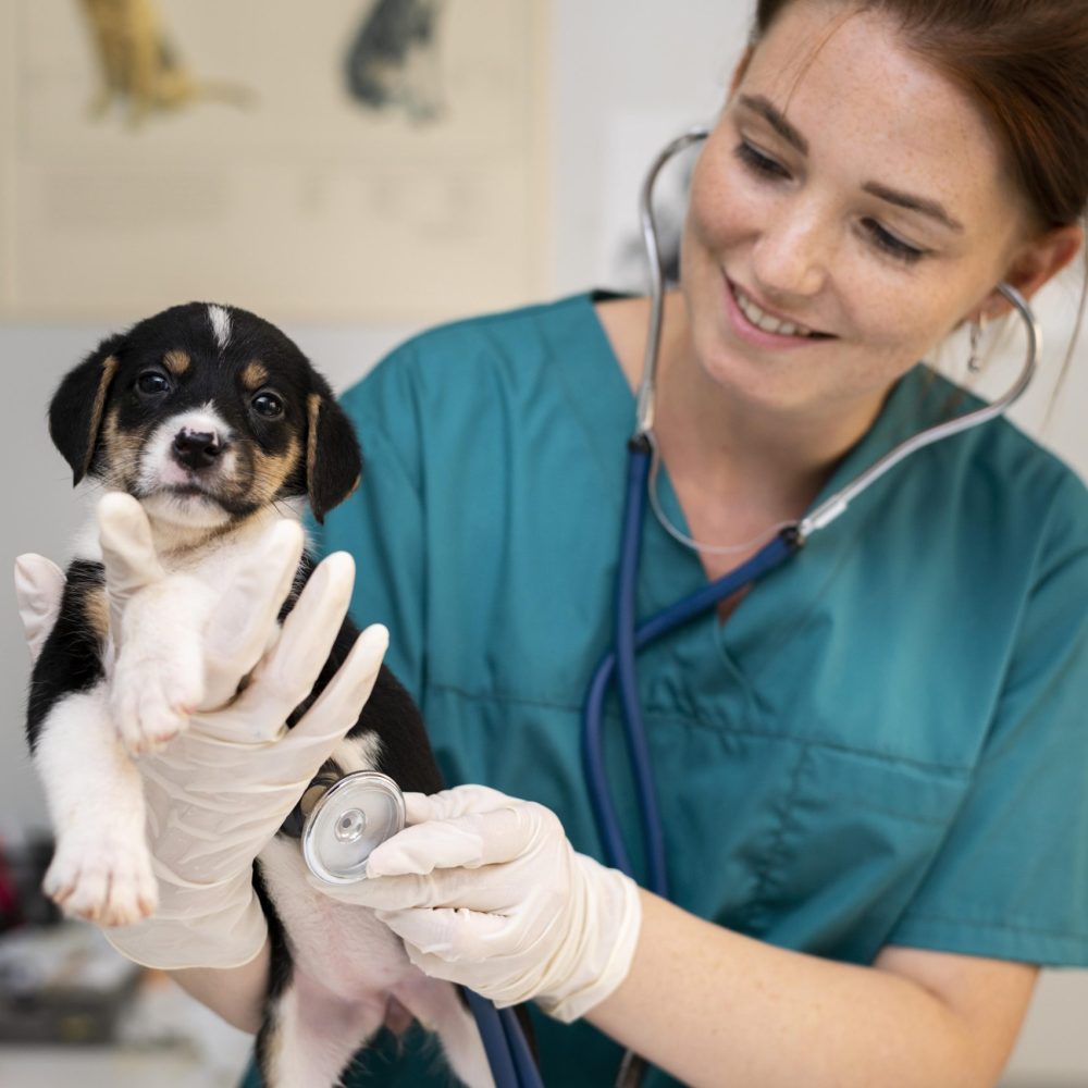 veterinarian marketing services